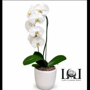 گلدان ارکیده سفید با ارتفاع ۵۰ سانتی‌متر – گیاه آپارتمانی لاکچری و ماندگار – مناسب برای دکور منزل و هدیه – گل فروشی لونا فلاور