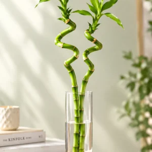 بامبو ۲ شاخه عاشقانه HL101 با طراحی خاص و ماندگار - گل فروشی لاکچری لونا فلاور کرج