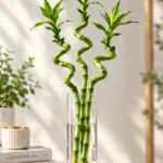 بامبو ۳ شاخه ثروت و خوشبختی HL102 با طراحی ویژه و ماندگار - گل فروشی لاکچری لونا فلاور کرج