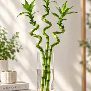 بامبو ۳ شاخه ثروت و خوشبختی HL102 با طراحی ویژه و ماندگار - گل فروشی لاکچری لونا فلاور کرج