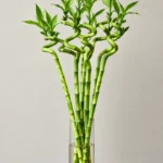 بامبو ۸ شاخه پیشرفت و موفقیت HL104 با طراحی ویژه و ماندگار - گل فروشی لاکچری لونا فلاور کرج